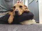 Adopt Lewi a Tan/Yellow/Fawn Mixed Breed (Medium) / Mixed dog in Richmond