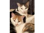 Adopt Annie and Andi a Calico or Dilute Calico Domestic Shorthair (short coat)