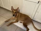 Adopt Nymeria a Red/Golden/Orange/Chestnut Shepherd (Unknown Type) / Labrador