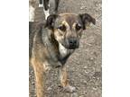 Adopt Blaze a Tricolor (Tan/Brown & Black & White) Shepherd (Unknown Type) /