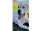 Adopt bogey a White - with Black Dogo Argentino / Mixed dog in las vegas