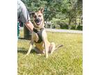 Adopt Little Man a Tan/Yellow/Fawn - with White Mixed Breed (Medium) / Pug /