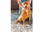 Adopt Daisy a Red/Golden/Orange/Chestnut - with White Mixed Breed (Large) /