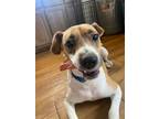 Adopt Buck a Brown/Chocolate - with White Hound (Unknown Type) / Mixed dog in