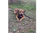 Adopt Sequoia a Hound (Unknown Type) / Mixed dog in CLEWISTON, FL (37811976)