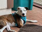 Adopt Fraya a White - with Brown or Chocolate Staffordshire Bull Terrier / Mixed