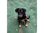 Adopt Birdie a Black - with Brown, Red, Golden, Orange or Chestnut Doberman