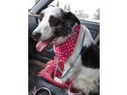Adopt Princess a Merle Australian Shepherd / Border Collie / Mixed dog in Anton