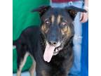 Adopt Hugh a Black - with Brown, Red, Golden, Orange or Chestnut German Shepherd