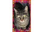 Adopt Stripes a Domestic Shorthair / Mixed cat in Fresno, CA (34411180)