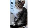 Adopt BANJO a Egyptian Mau (short coat) cat in Calimesa, CA (37538066)