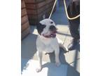 Adopt Boston a White - with Black Cane Corso / Pit Bull Terrier / Mixed dog in