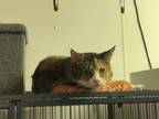Adopt Leslie a Domestic Shorthair / Mixed (short coat) cat in Bourbonnais