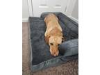 Adopt Buddy a Tan/Yellow/Fawn Corgi / Dachshund / Mixed dog in Marlton