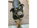 Adopt Claire a Rottweiler / German Shepherd Dog dog in Modesto, CA (37946058)