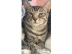 Adopt Marvin a Brown Tabby Domestic Shorthair / Mixed (short coat) cat in Panama