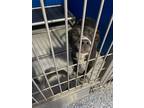 Adopt Gunner a Black Mixed Breed (Medium) dog in Whiteville, NC (37615289)