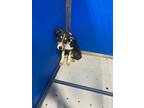 Adopt Jeff a Brown/Chocolate Mixed Breed (Medium) dog in Whiteville
