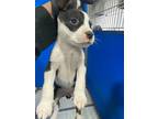 Adopt Annabella a White Mixed Breed (Medium) dog in Whiteville, NC (37615291)
