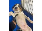 Adopt Blackie a Brindle Mixed Breed (Medium) dog in Whiteville, NC (37615292)