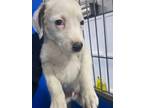 Adopt Zues a White Mixed Breed (Medium) dog in Whiteville, NC (37615293)