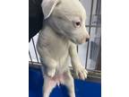 Adopt Kitten a White Mixed Breed (Medium) dog in Whiteville, NC (37615294)