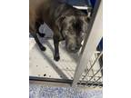 Adopt Jekyll a Black Mixed Breed (Medium) dog in Whiteville, NC (37615297)
