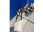 Adopt Poca a Brindle Mixed Breed (Medium) dog in Whiteville, NC (37615298)