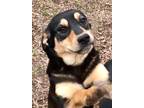 Adopt Nadia (Olympic crew) a Black - with Tan, Yellow or Fawn Black and Tan