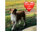 Adopt Clooney a Tan/Yellow/Fawn - with White Mixed Breed (Medium) / Mixed Breed