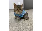 Adopt Cadbury a American Shorthair / Mixed (medium coat) cat in Van Wert