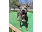 Adopt Layla a American Pit Bull Terrier / Mixed dog in Meriden, CT (32720717)