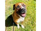 Adopt Maverick a Brown/Chocolate - with White American Pit Bull Terrier / Boxer