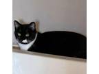 Adopt Bob a All Black American Shorthair / Mixed (short coat) cat in Fort Wayne