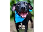 Adopt Rambo Gunner a Labrador Retriever / Mixed dog in Jackson, MS (37848463)
