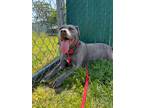 Adopt Claudia (In foster) a Mixed Breed (Medium) / Mixed dog in Vineland