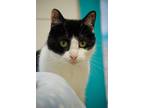 Adopt Penelope *Long shot* a Domestic Shorthair / Mixed (short coat) cat in Ft.