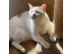 Adopt Maverick a Orange or Red (Mostly) Domestic Shorthair / Mixed (short coat)