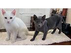 Earl & Grey, Russian Blue For Adoption In Knoxville, Tennessee