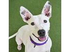 Macey, American Pit Bull Terrier For Adoption In St. Petersburg, Florida