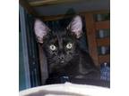 Coal O, Domestic Shorthair For Adoption In Brandon, Florida