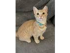 Mitzi, Domestic Shorthair For Adoption In Panama City Beach, Florida