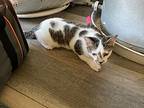 8 Kittens, Domestic Shorthair For Adoption In Bloomington, Indiana