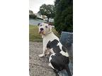 Zuko Local, American Pit Bull Terrier For Adoption In Warwick, Rhode Island
