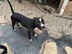 Pepper, American Staffordshire Terrier For Adoption In Saugus, Massachusetts