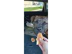 Kalie, American Pit Bull Terrier For Adoption In Neosho, Missouri