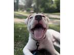 Bolt, American Staffordshire Terrier For Adoption In Deerfield, Michigan