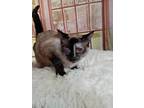 Anita, Siamese For Adoption In Inez, Kentucky