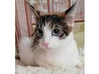 Caliblue, Siamese For Adoption In Inez, Kentucky