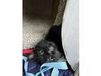 Bonded Kittens 8 Weeks, Domestic Mediumhair For Adoption In Los Angeles